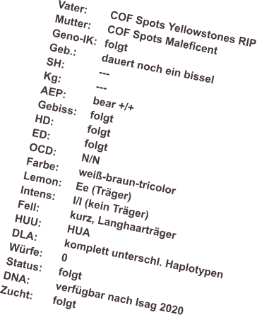 Vater:	COF Spots Yellowstones RIP Mutter: 	COF Spots Maleficent Geno-IK:	folgt Geb.: 	dauert noch ein bissel SH:		--- Kg:		--- AEP:		bear +/+ Gebiss:	folgt HD:		folgt ED:		folgt OCD:	N/N Farbe:	wei�-braun-tricolor Lemon:	Ee (Tr�ger) Intens:	I/I (kein Tr�ger) Fell:		kurz, Langhaartr�ger HUU:	HUA DLA:		komplett unterschl. Haplotypen W�rfe:	0 Status:	folgt DNA:	verf�gbar nach Isag 2020 Zucht:	folgt