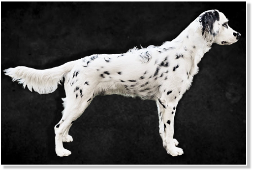 Langhaardalmatiner Gandhi von der hohen W�rde 