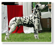 Evan Essex von Abasko