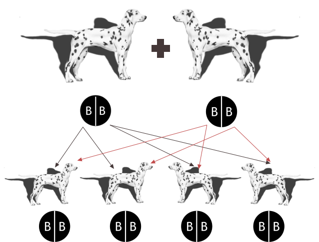 B  B B  B B  B B  B B  B B  B