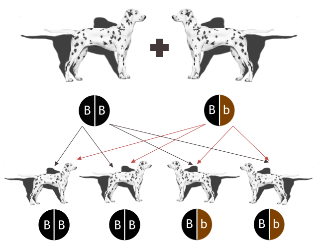 B  B B  B B  B B  b B  b B  b