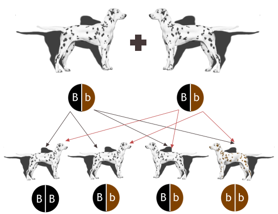 B  B b  b B  b B  b B  b B  b