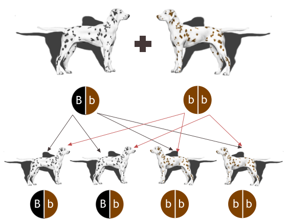 b  b b  b b  b B  b B  b B  b