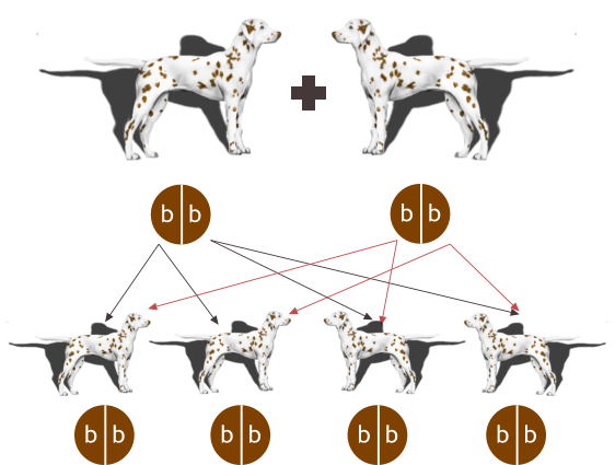 b  b b  b b  b b  b b  b b  b