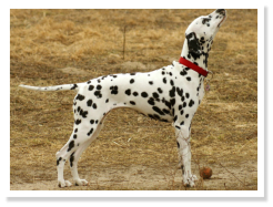 Honeybee Chu'si von der hohen W�rde (Schussel)