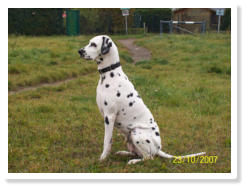 Friendly Runner's Beauty Diva (Gina)