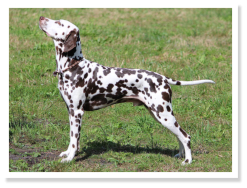 Misu's Moccachino von der hohen W�rde (Mocha)