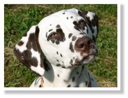 Onya von Reinholds H�sung