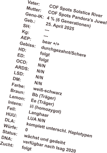 Vater:	COF Spots Solstice River Mutter: 	COF Spots Pandora�s Juwel Geno-IK:	4 % (6 Generationen) Geb.: 	25. April 2025 SH:		--- Kg:		--- AEP:		bear +/+ Gebiss:	durchgezahnt/Schere HD:		folgt ED:		folgt OCD:	N/N ARDS:	N/N LSD:		N/N DM:		N/N Farbe:	wei�-schwarz  Braun:	Bb (Tr�ger) Lemon:	Ee (Tr�ger) Intens:	i/i (homozygot) Fell:		Langhaar HUU:	LUA N/N DLA:		komplett unterschl. Haplotypen W�rfe:	0 Status:	w�chst und gedeiht DNA:	verf�gbar nach Isag 2020 Zucht:	folgt